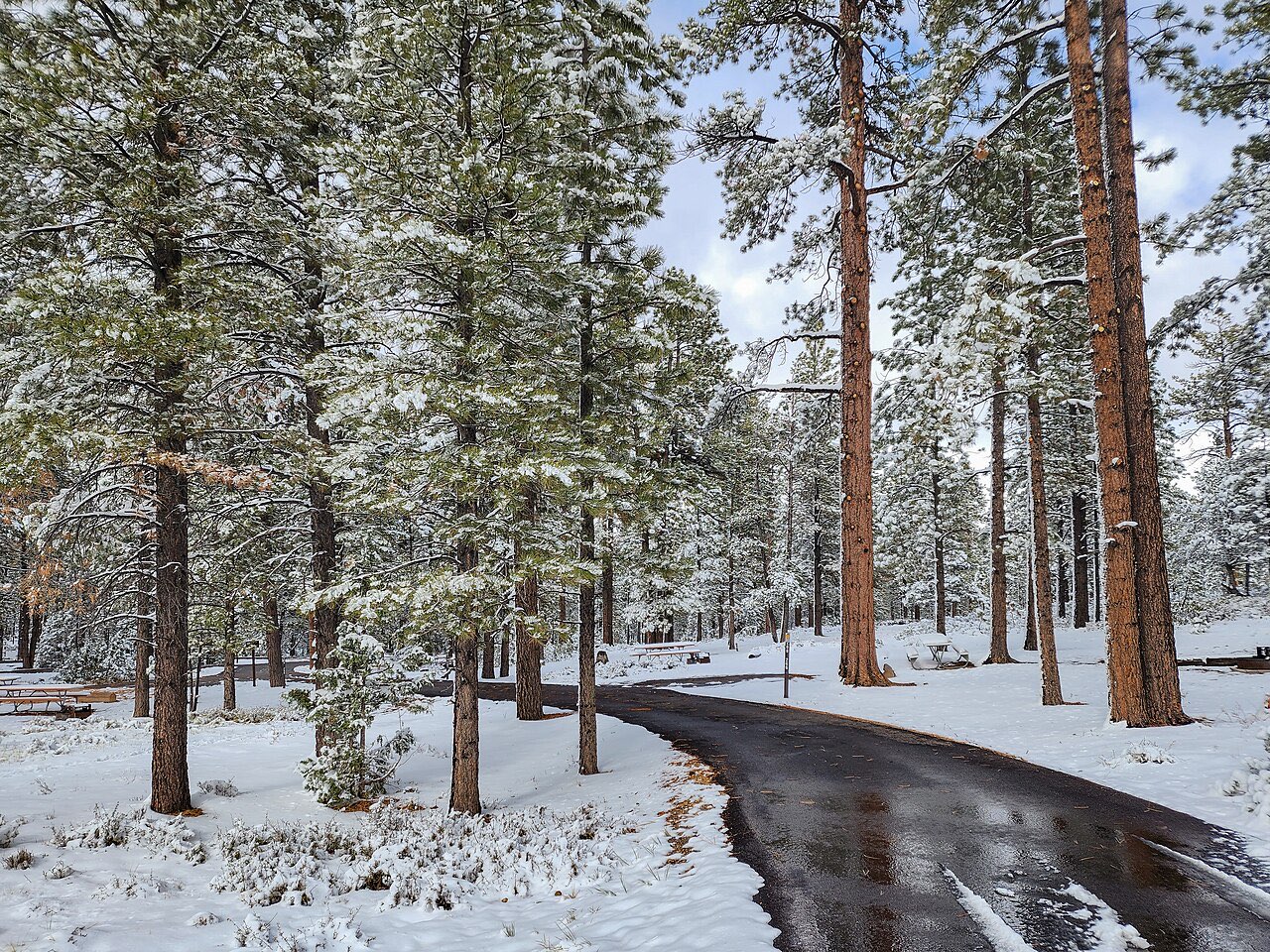 Fresh snow on ponderosa pines and a wet campground loop road at Sunset Campground in Bryce Canyon