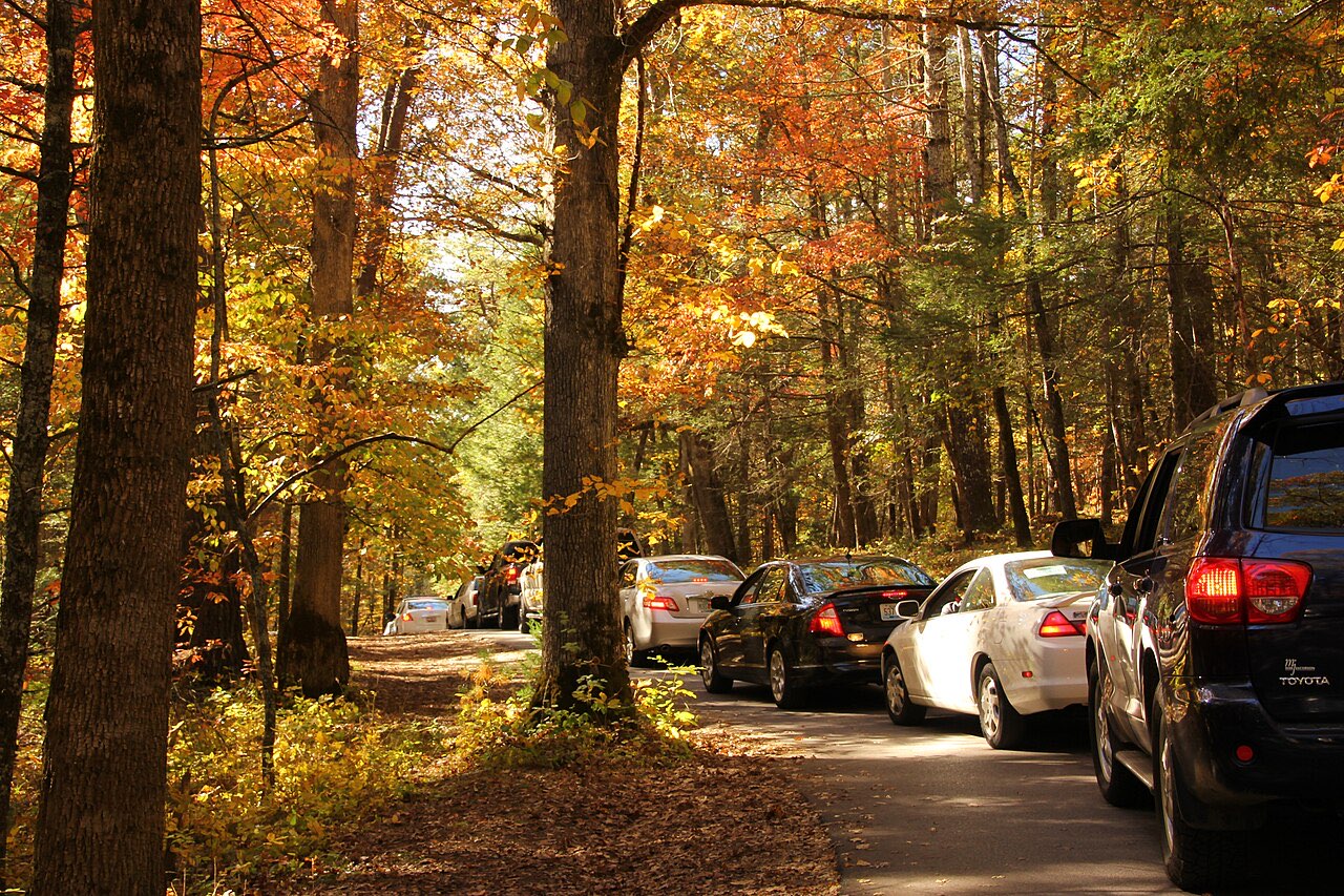A line of cars queued bumper to bumper on the narrow one-lane Cades Cove Loop Road under autumn foliage