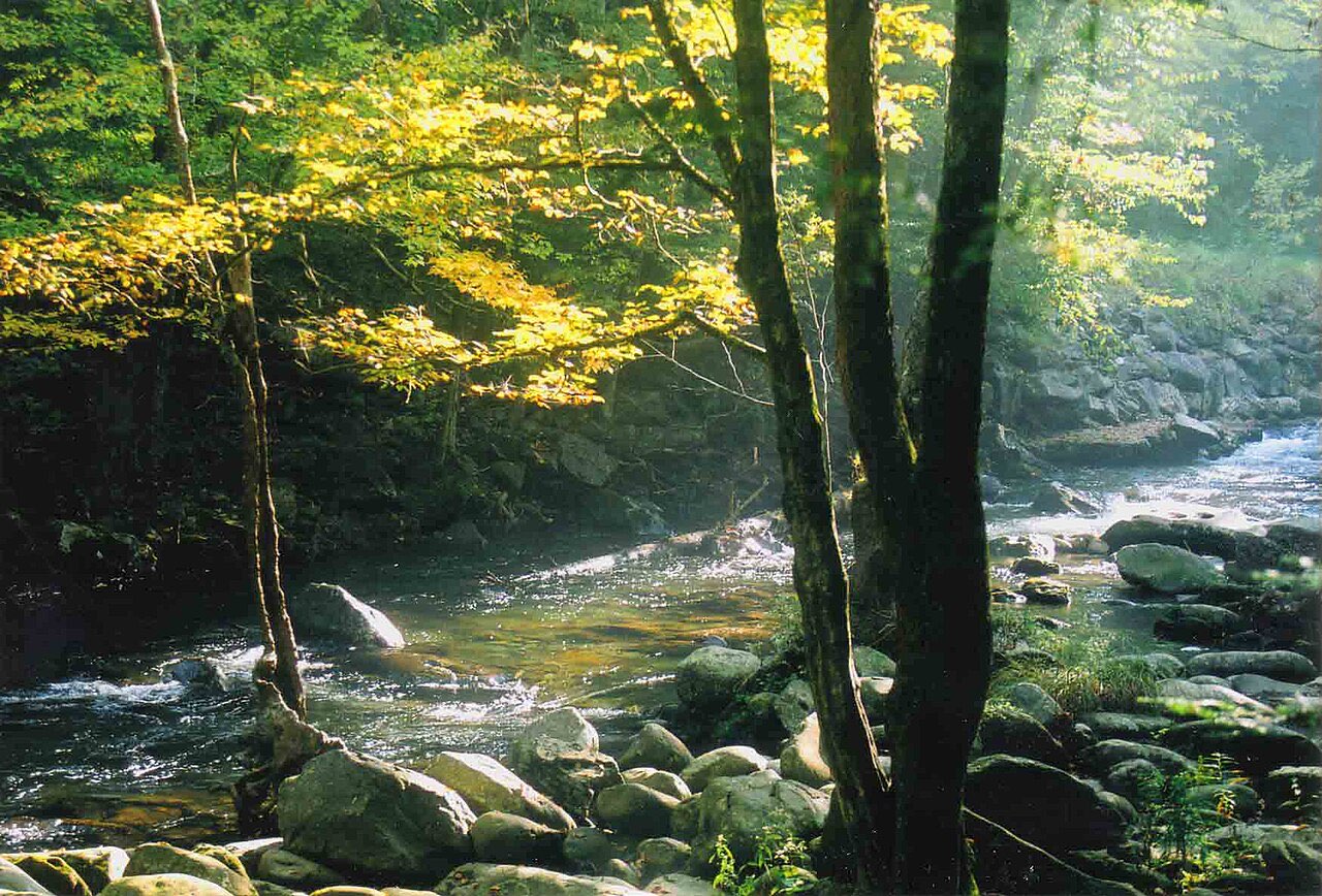 A rocky mountain stream running past boulders and sunlit yellow-green trees beside Smokemont Campground