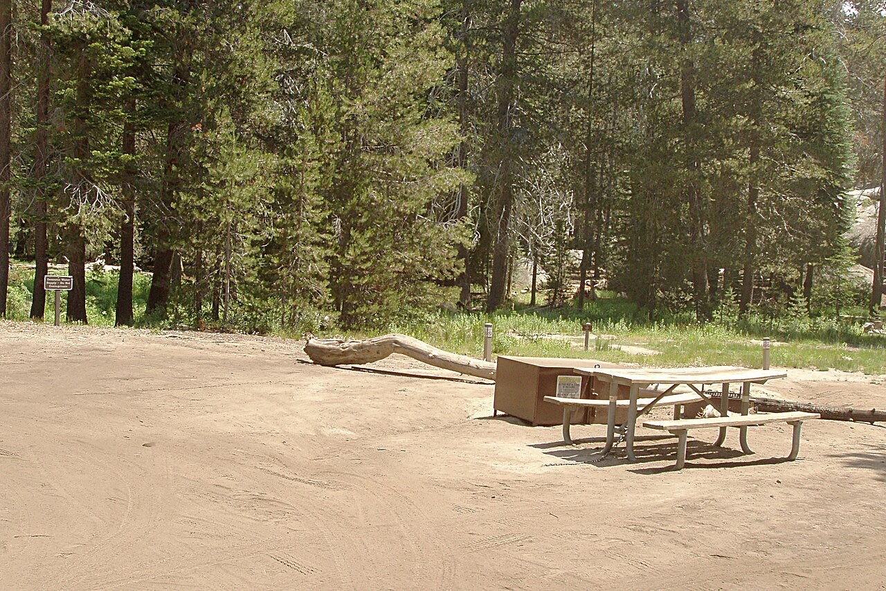 Sandy campsite with a picnic table and metal bear box at the edge of a lodgepole pine forest at Tamarack Flat Campground